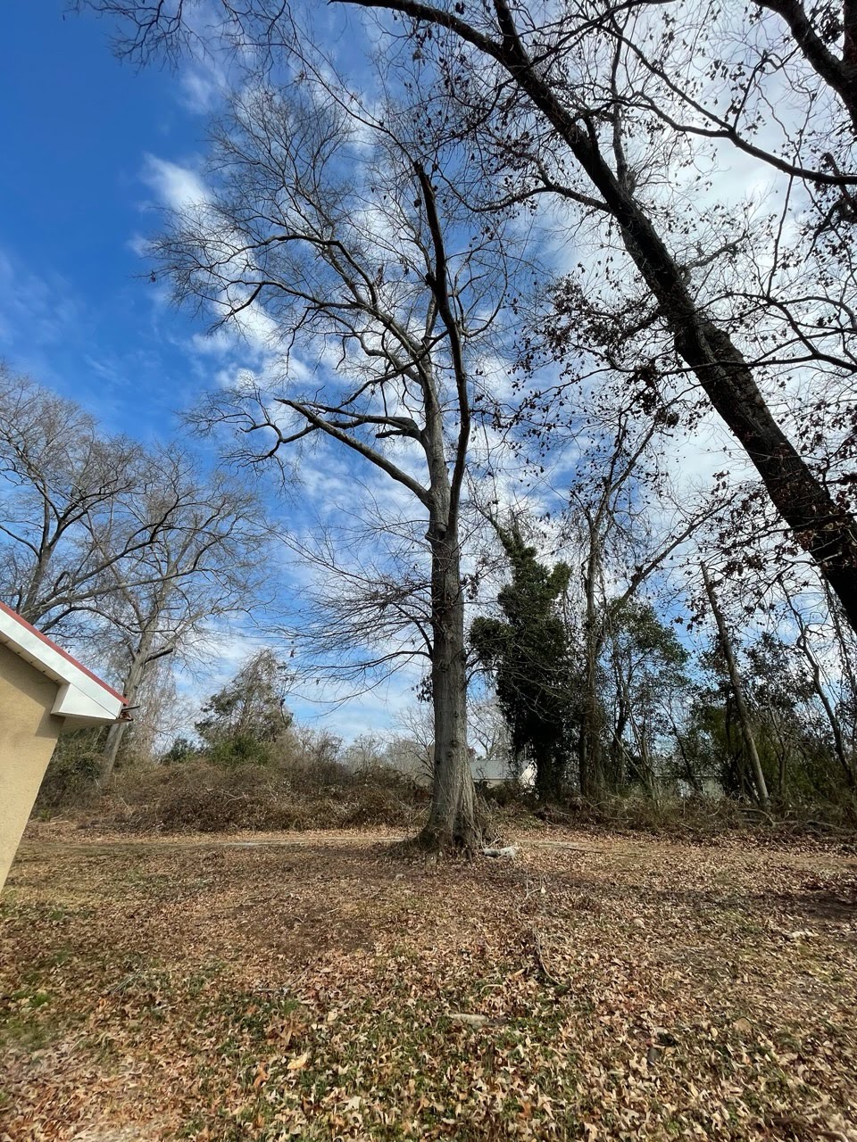 Tree service work in Greenwood, SC