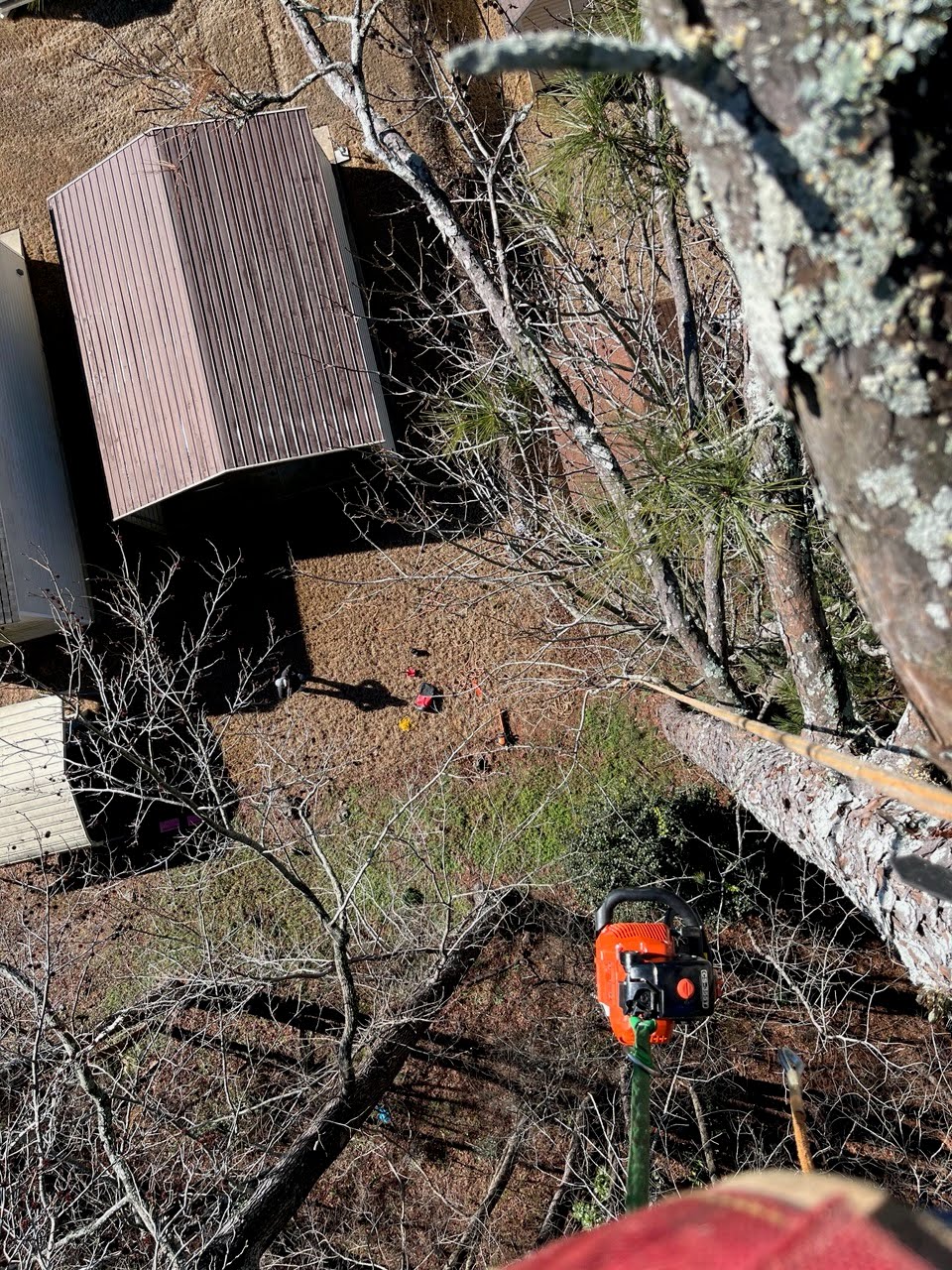 Tree trimming and pruning