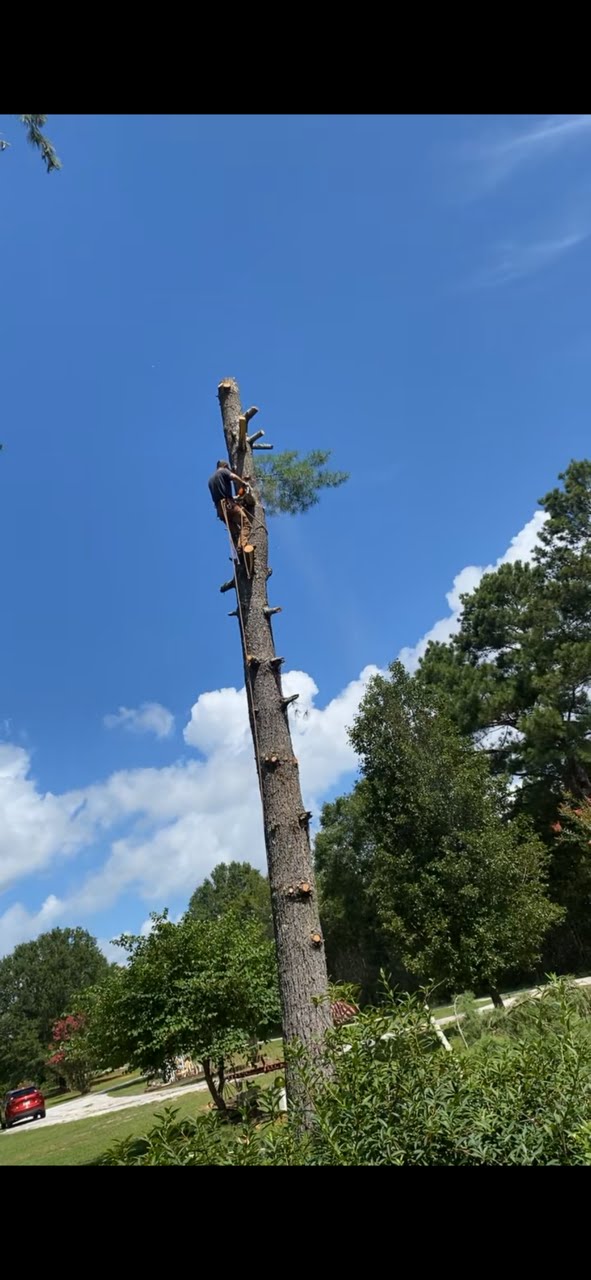 Tree removal job