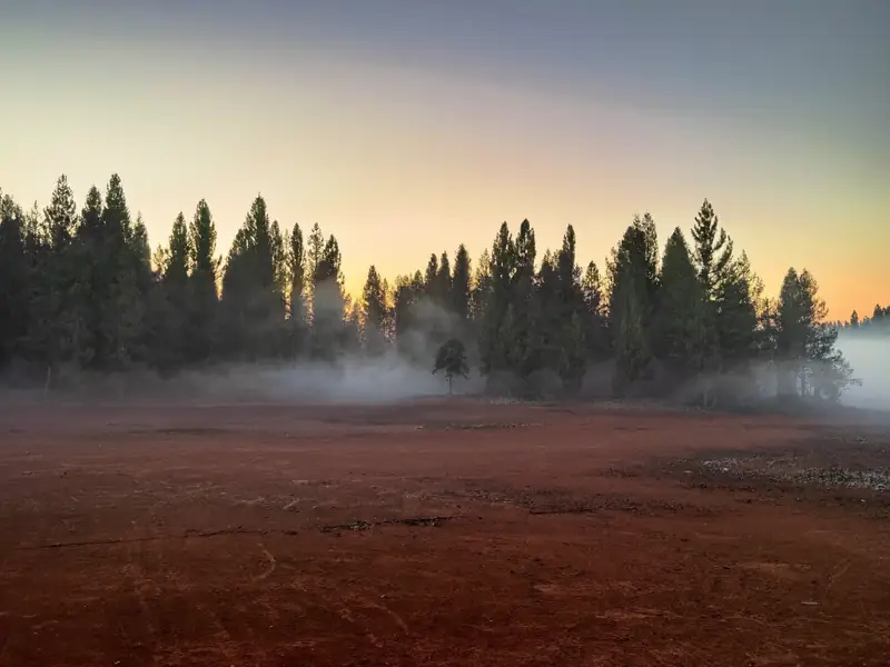 Open red clay field at the edge of a pine forest at dawn