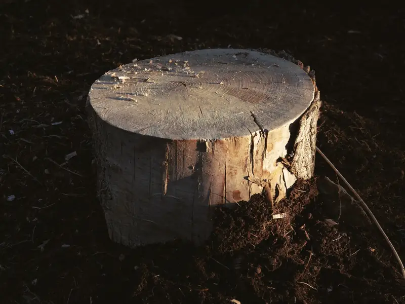 Close-up of a cut tree stump showing its rings, with sawdust around it