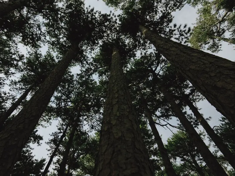 Looking up at tall pine trunks against a pale sky