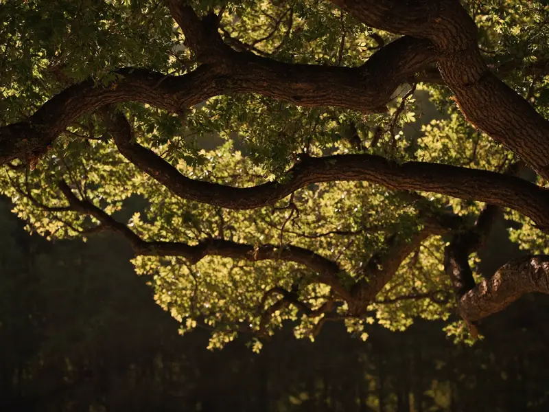 Oak branches with green leaves lit from behind by the sun