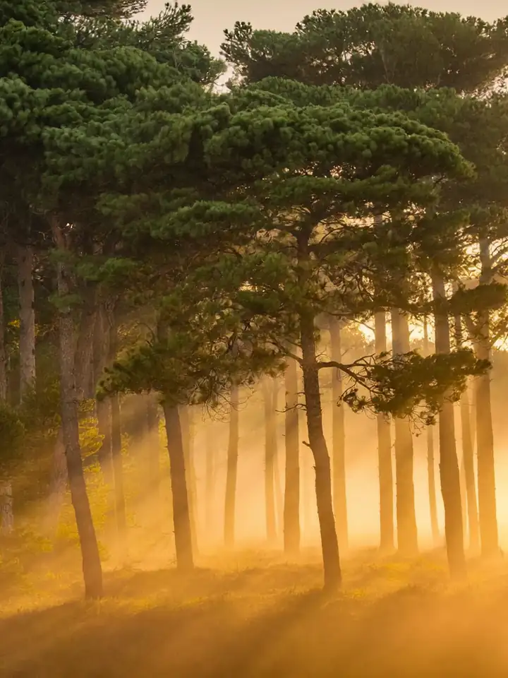 Tall pine trees in morning fog with sunlight coming through
