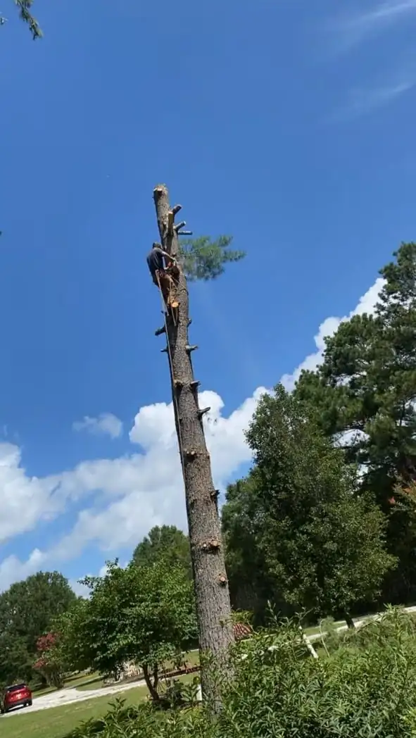 A tall pine cut down to a bare trunk, with a worker near the top