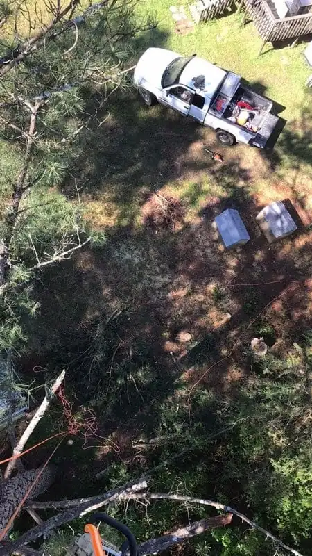 Looking down from high in a tree at a work truck and cut limbs in the yard